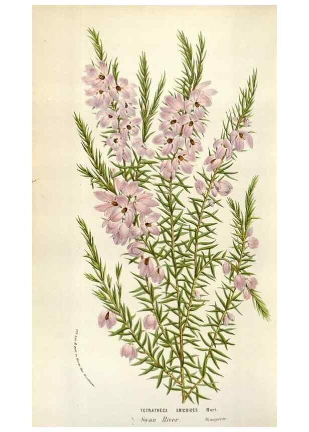 Reproducción/Reproduction 49584062971: Flore des serres et des jardins de l'Europe. A Gand :chez Louis van Houtte, eÌditeur,1845-1880.. 