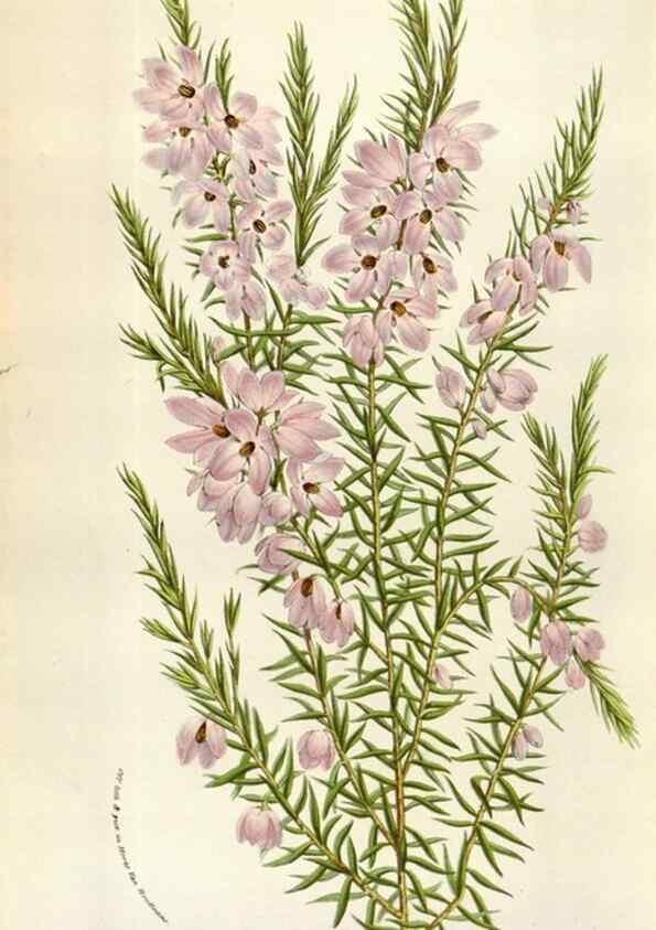 Reproducción/Reproduction 49584062971: Flore des serres et des jardins de l'Europe. A Gand :chez Louis van Houtte, eÌditeur,1845-1880.. 