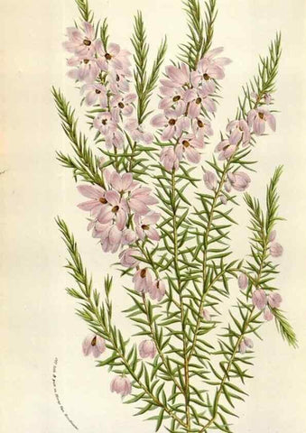 Reproducción/Reproduction 49584062971: Flore des serres et des jardins de l'Europe. A Gand :chez Louis van Houtte, eÌditeur,1845-1880.. 
