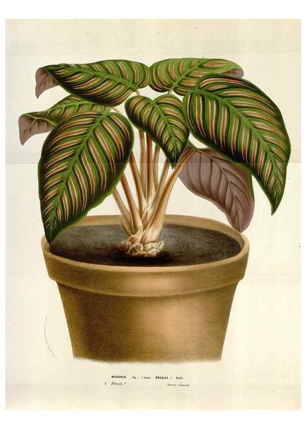 Reproducción/Reproduction 49583564868: Flore des serres et des jardins de l'Europe. A Gand :chez Louis van Houtte, eÌditeur,1845-1880.. 