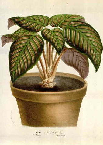 Reproducción/Reproduction 49583564868: Flore des serres et des jardins de l'Europe. A Gand :chez Louis van Houtte, eÌditeur,1845-1880.. 