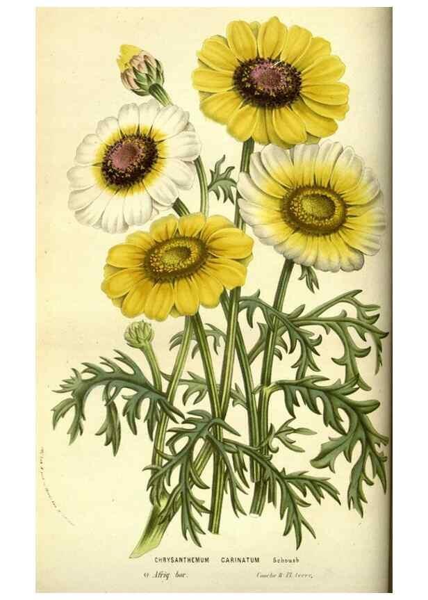 Reproducción/Reproduction 49584193871: Flore des serres et des jardins de l'Europe. A Gand :chez Louis van Houtte, eÌditeur,1845-1880.. 