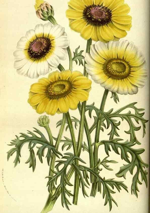 Reproducción/Reproduction 49584193871: Flore des serres et des jardins de l'Europe. A Gand :chez Louis van Houtte, eÌditeur,1845-1880.. 