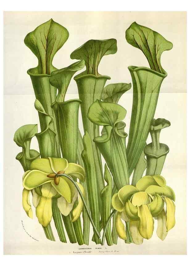 Reproducción/Reproduction 49583565158: Flore des serres et des jardins de l'Europe. A Gand :chez Louis van Houtte, eÌditeur,1845-1880.. 