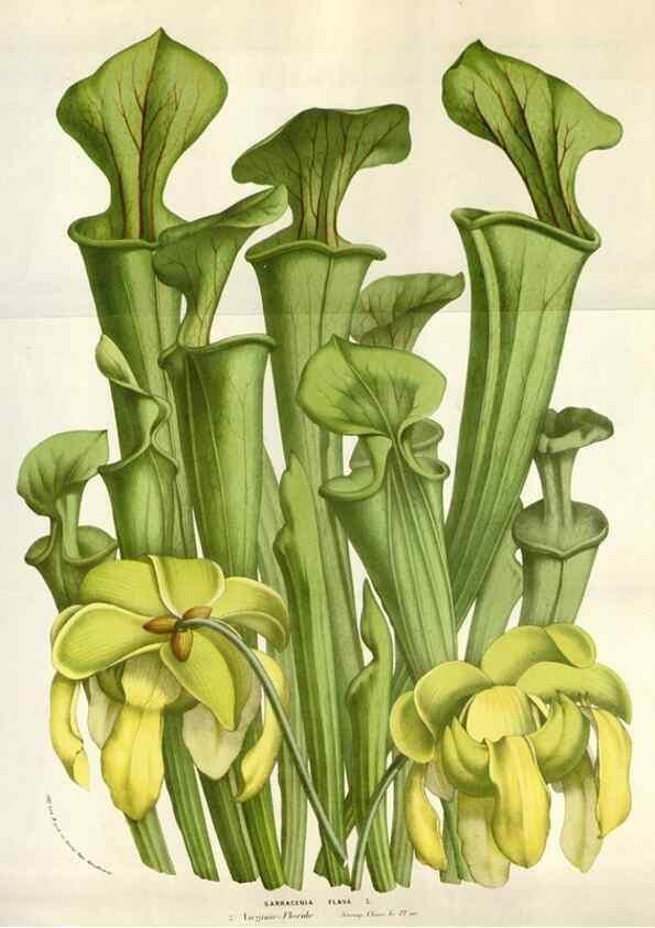 Reproducción/Reproduction 49583565158: Flore des serres et des jardins de l'Europe. A Gand :chez Louis van Houtte, eÌditeur,1845-1880.. 