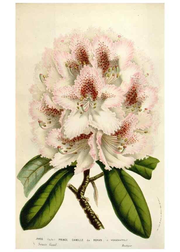 Reproducción/Reproduction 49583566333: Flore des serres et des jardins de l'Europe. A Gand :chez Louis van Houtte, eÌditeur,1845-1880.. 