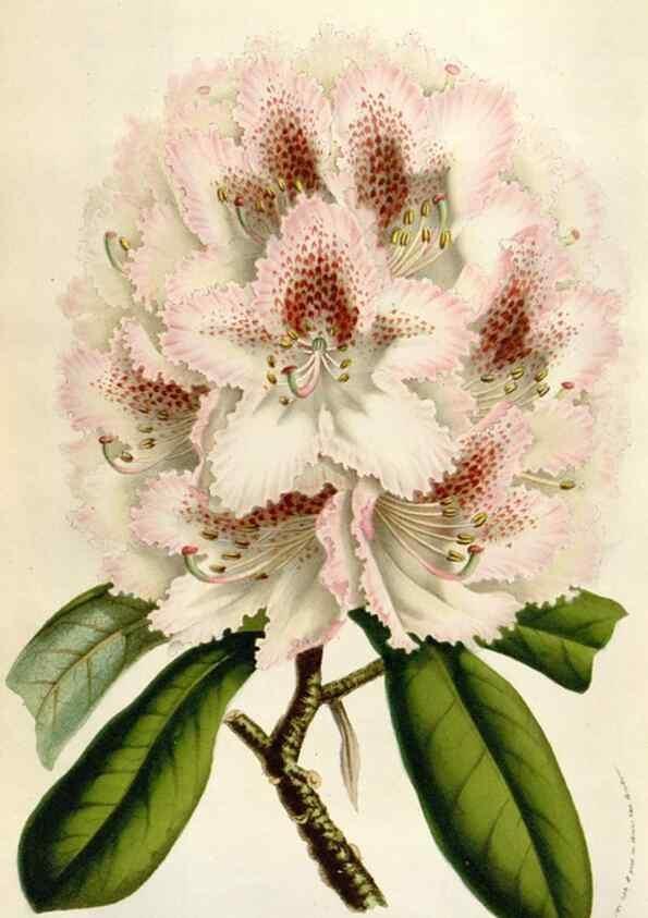 Reproducción/Reproduction 49583566333: Flore des serres et des jardins de l'Europe. A Gand :chez Louis van Houtte, eÌditeur,1845-1880.. 