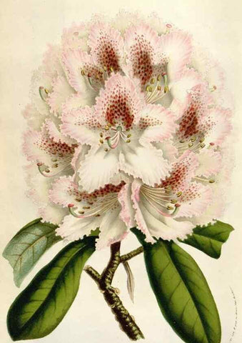 Reproducción/Reproduction 49583566333: Flore des serres et des jardins de l'Europe. A Gand :chez Louis van Houtte, eÌditeur,1845-1880.. 
