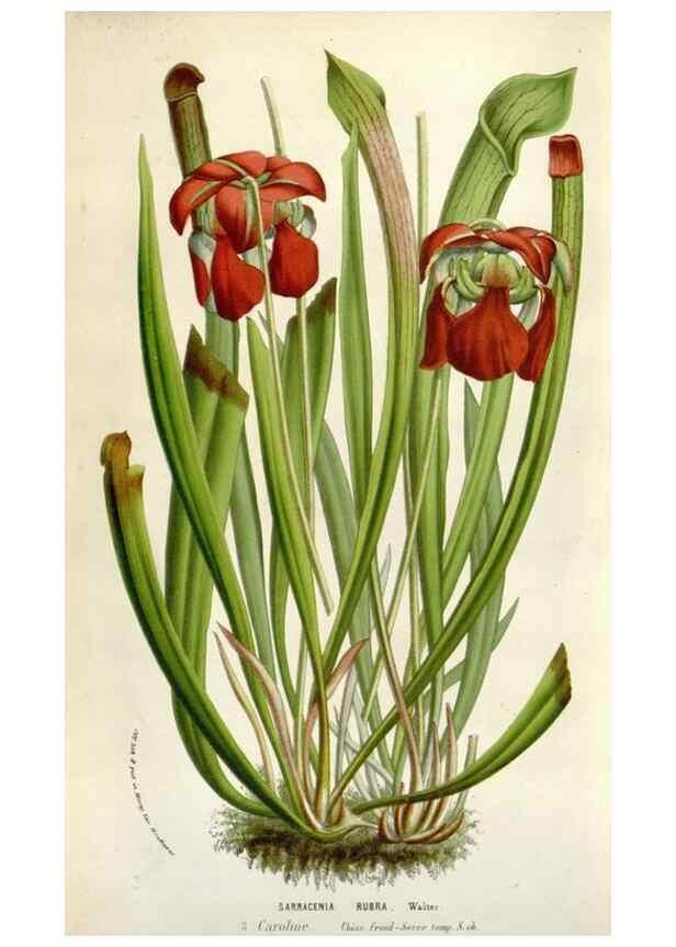 Reproducción/Reproduction 49584065151: Flore des serres et des jardins de l'Europe. A Gand :chez Louis van Houtte, eÌditeur,1845-1880.. 