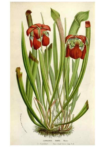 Reproducción/Reproduction 49584065151: Flore des serres et des jardins de l'Europe. A Gand :chez Louis van Houtte, eÌditeur,1845-1880.. 