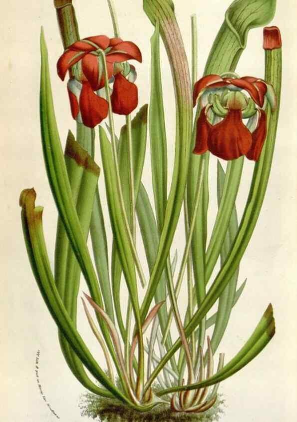 Reproducción/Reproduction 49584065151: Flore des serres et des jardins de l'Europe. A Gand :chez Louis van Houtte, eÌditeur,1845-1880.. 