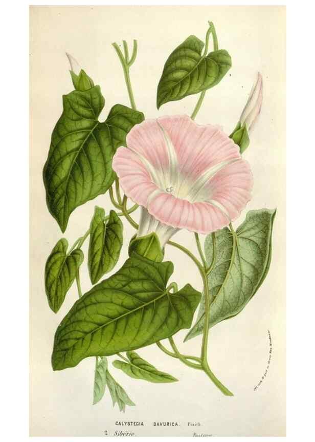 Reproducción/Reproduction 49584065521: Flore des serres et des jardins de l'Europe. A Gand :chez Louis van Houtte, eÌditeur,1845-1880.. 