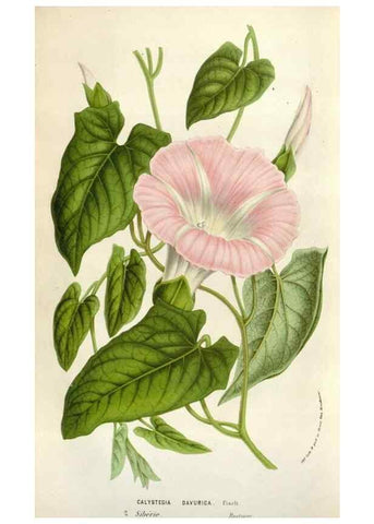 Reproducción/Reproduction 49584065521: Flore des serres et des jardins de l'Europe. A Gand :chez Louis van Houtte, eÌditeur,1845-1880.. 