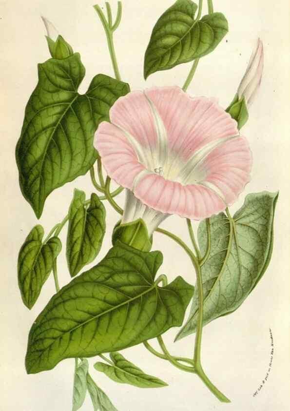 Reproducción/Reproduction 49584065521: Flore des serres et des jardins de l'Europe. A Gand :chez Louis van Houtte, eÌditeur,1845-1880.. 