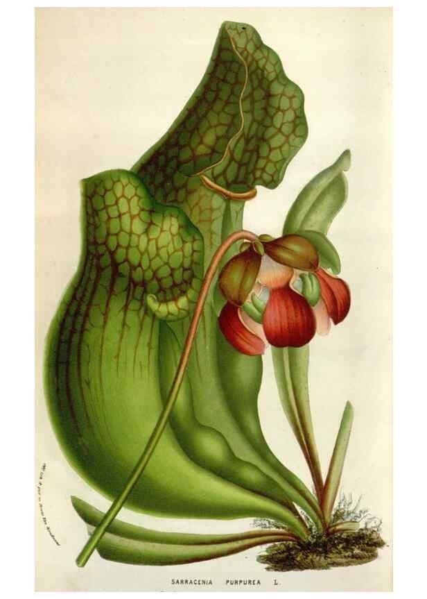 Reproducción/Reproduction 49583567453: Flore des serres et des jardins de l'Europe. A Gand :chez Louis van Houtte, eÌditeur,1845-1880.. 