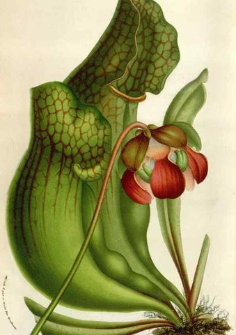 Reproducción/Reproduction 49583567453: Flore des serres et des jardins de l'Europe. A Gand :chez Louis van Houtte, eÌditeur,1845-1880.. 