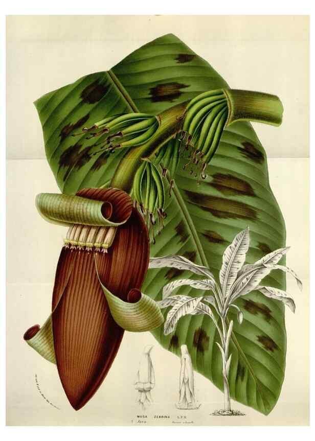 Reproducción/Reproduction 49584318922: Flore des serres et des jardins de l'Europe. A Gand :chez Louis van Houtte, eÌditeur,1845-1880.. 
