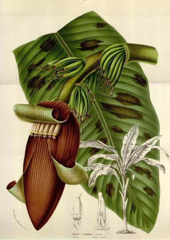 Reproducción/Reproduction 49584318922: Flore des serres et des jardins de l'Europe. A Gand :chez Louis van Houtte, eÌditeur,1845-1880.. 