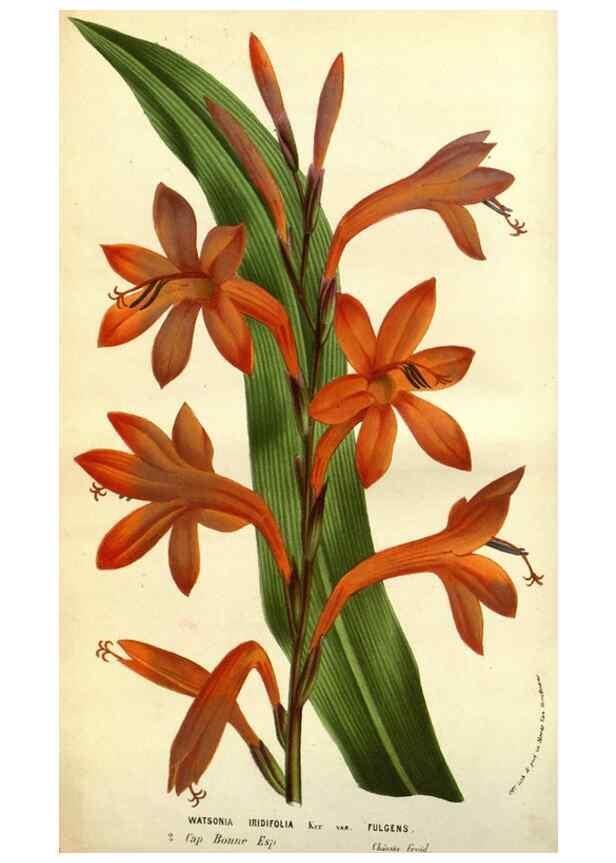 Reproducción/Reproduction 49584187561: Flore des serres et des jardins de l'Europe. A Gand :chez Louis van Houtte, eÌditeur,1845-1880.. 