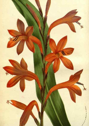 Reproducción/Reproduction 49584187561: Flore des serres et des jardins de l'Europe. A Gand :chez Louis van Houtte, eÌditeur,1845-1880.. 