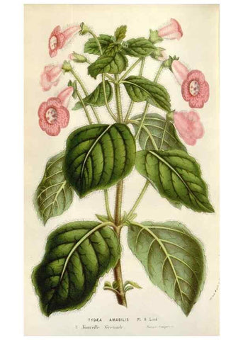 Reproducción/Reproduction 49584063971: Flore des serres et des jardins de l'Europe. A Gand :chez Louis van Houtte, eÌditeur,1845-1880.. 
