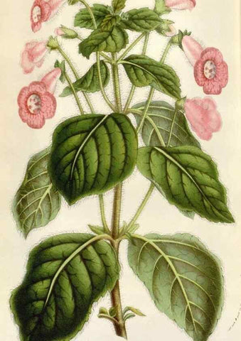 Reproducción/Reproduction 49584063971: Flore des serres et des jardins de l'Europe. A Gand :chez Louis van Houtte, eÌditeur,1845-1880.. 