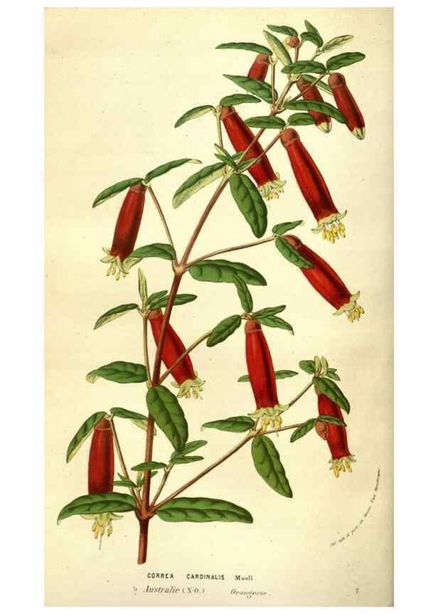 Reproducción/Reproduction 49584440397: Flore des serres et des jardins de l'Europe. A Gand :chez Louis van Houtte, eÌditeur,1845-1880.. 