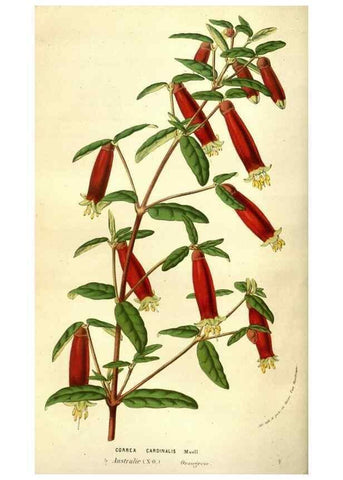 Reproducción/Reproduction 49584440397: Flore des serres et des jardins de l'Europe. A Gand :chez Louis van Houtte, eÌditeur,1845-1880.. 