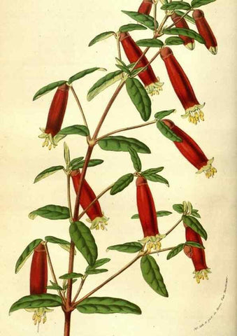 Reproducción/Reproduction 49584440397: Flore des serres et des jardins de l'Europe. A Gand :chez Louis van Houtte, eÌditeur,1845-1880.. 