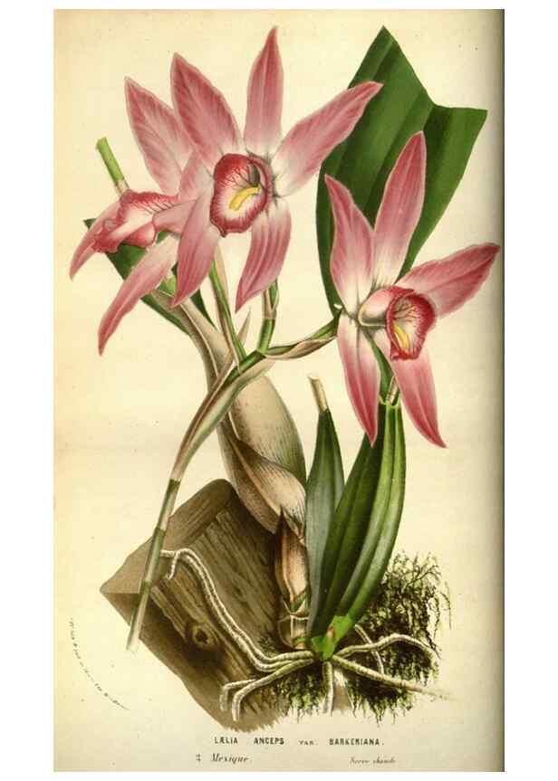 Reproducción/Reproduction 49584428382: Flore des serres et des jardins de l'Europe. A Gand :chez Louis van Houtte, eÌditeur,1845-1880.. 