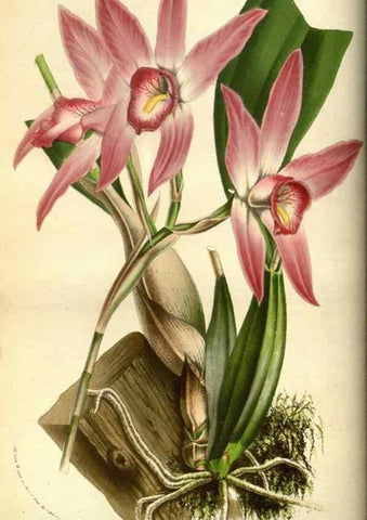 Reproducción/Reproduction 49584428382: Flore des serres et des jardins de l'Europe. A Gand :chez Louis van Houtte, eÌditeur,1845-1880.. 