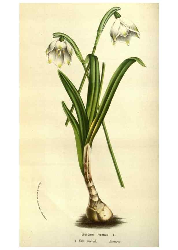 Reproducción/Reproduction 49583697368: Flore des serres et des jardins de l'Europe. A Gand :chez Louis van Houtte, eÌditeur,1845-1880.. 