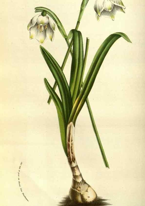 Reproducción/Reproduction 49583697368: Flore des serres et des jardins de l'Europe. A Gand :chez Louis van Houtte, eÌditeur,1845-1880.. 