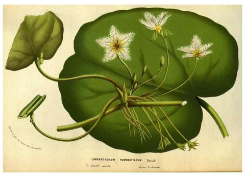 Reproducción/Reproduction 49583703463: Flore des serres et des jardins de l'Europe. A Gand :chez Louis van Houtte, eÌditeur,1845-1880.. 