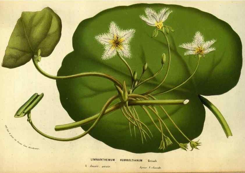 Reproducción/Reproduction 49583703463: Flore des serres et des jardins de l'Europe. A Gand :chez Louis van Houtte, eÌditeur,1845-1880.. 