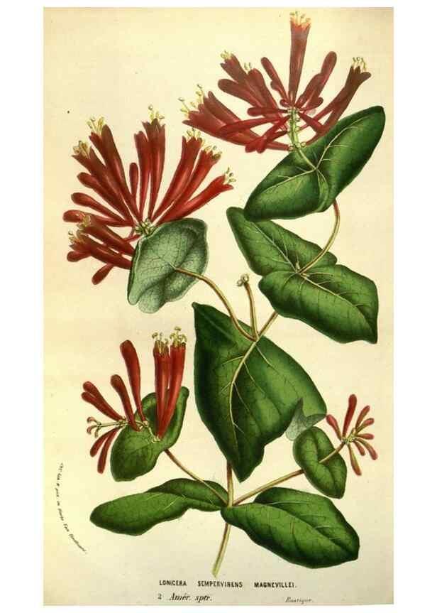 Reproducción/Reproduction 49584201316: Flore des serres et des jardins de l'Europe. A Gand :chez Louis van Houtte, eÌditeur,1845-1880.. 