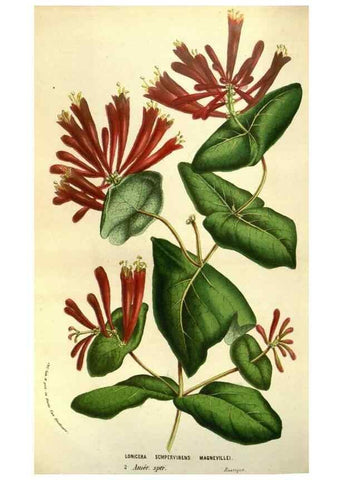 Reproducción/Reproduction 49584201316: Flore des serres et des jardins de l'Europe. A Gand :chez Louis van Houtte, eÌditeur,1845-1880.. 