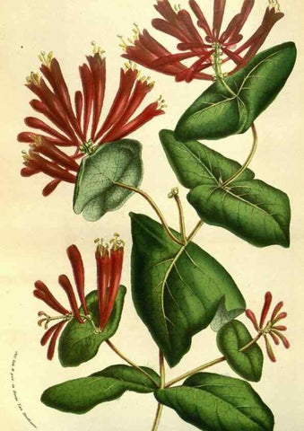 Reproducción/Reproduction 49584201316: Flore des serres et des jardins de l'Europe. A Gand :chez Louis van Houtte, eÌditeur,1845-1880.. 