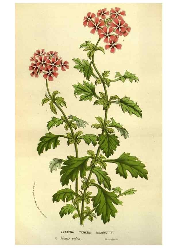 Reproducción/Reproduction 49584201601: Flore des serres et des jardins de l'Europe. A Gand :chez Louis van Houtte, eÌditeur,1845-1880.. 