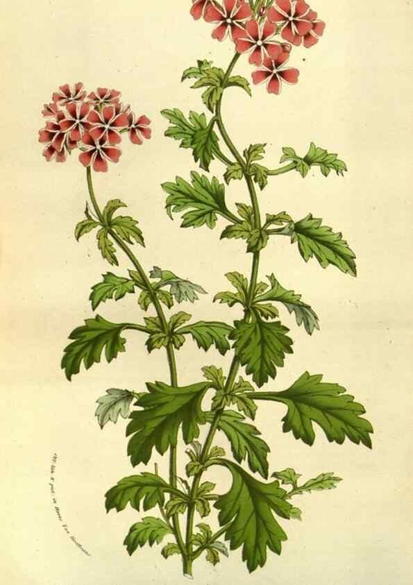 Reproducción/Reproduction 49584201601: Flore des serres et des jardins de l'Europe. A Gand :chez Louis van Houtte, eÌditeur,1845-1880.. 