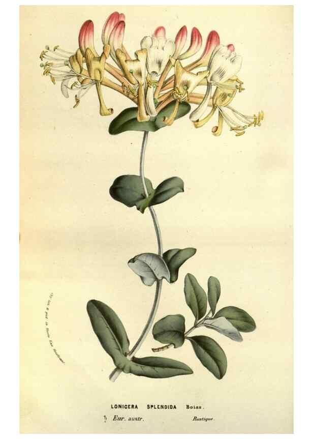 Reproducción/Reproduction 49583704338: Flore des serres et des jardins de l'Europe. A Gand :chez Louis van Houtte, eÌditeur,1845-1880.. 