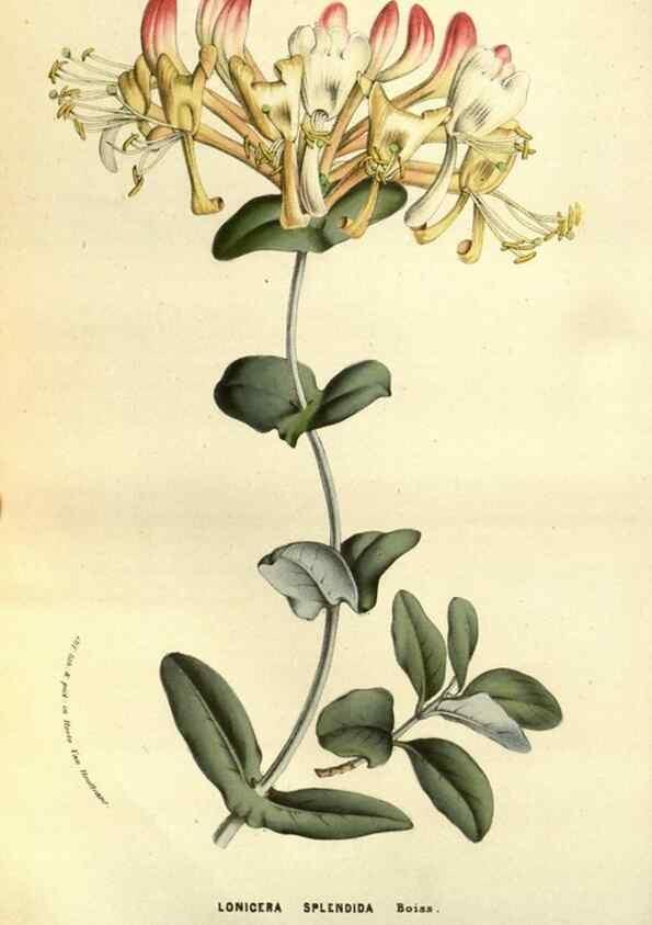 Reproducción/Reproduction 49583704338: Flore des serres et des jardins de l'Europe. A Gand :chez Louis van Houtte, eÌditeur,1845-1880.. 