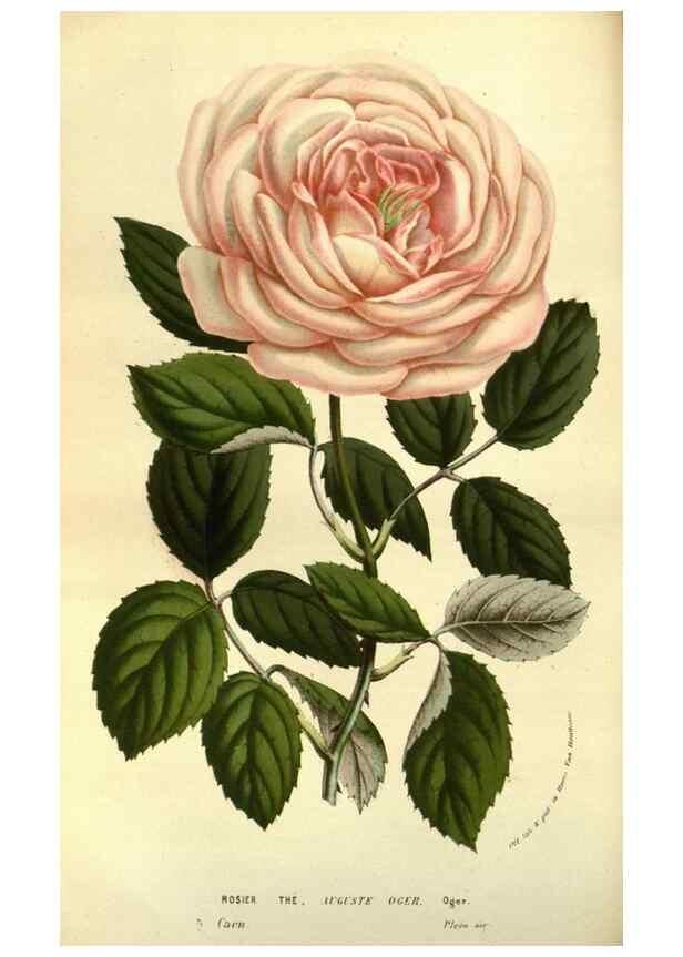 Reproducción/Reproduction 49583704643: Flore des serres et des jardins de l'Europe. A Gand :chez Louis van Houtte, eÌditeur,1845-1880.. 