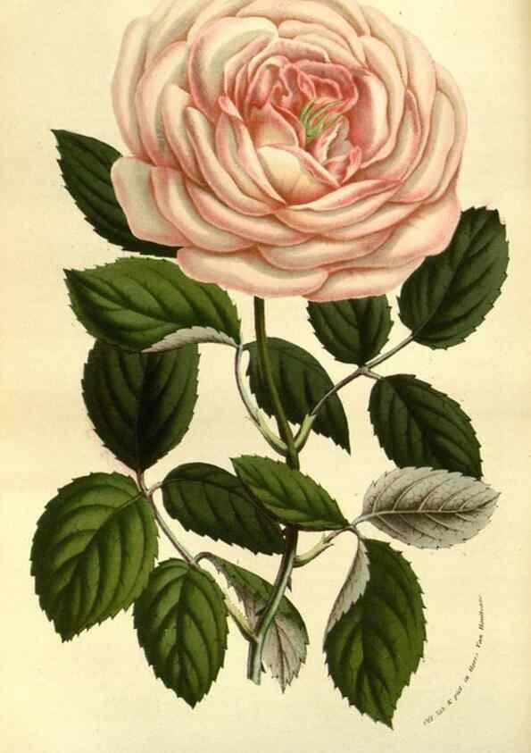 Reproducción/Reproduction 49583704643: Flore des serres et des jardins de l'Europe. A Gand :chez Louis van Houtte, eÌditeur,1845-1880.. 