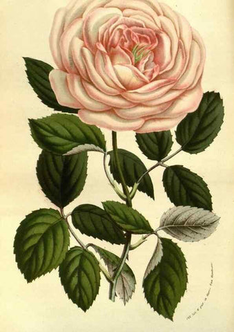 Reproducción/Reproduction 49583704643: Flore des serres et des jardins de l'Europe. A Gand :chez Louis van Houtte, eÌditeur,1845-1880.. 