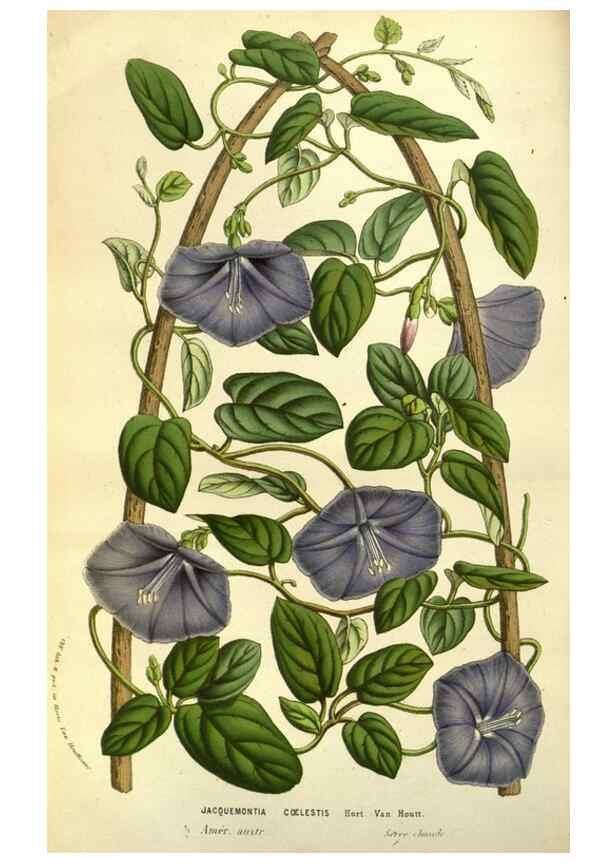Reproducción/Reproduction 49584202466: Flore des serres et des jardins de l'Europe. A Gand :chez Louis van Houtte, eÌditeur,1845-1880.. 