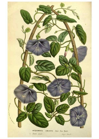 Reproducción/Reproduction 49584202466: Flore des serres et des jardins de l'Europe. A Gand :chez Louis van Houtte, eÌditeur,1845-1880.. 