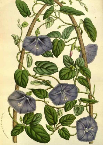 Reproducción/Reproduction 49584202466: Flore des serres et des jardins de l'Europe. A Gand :chez Louis van Houtte, eÌditeur,1845-1880.. 