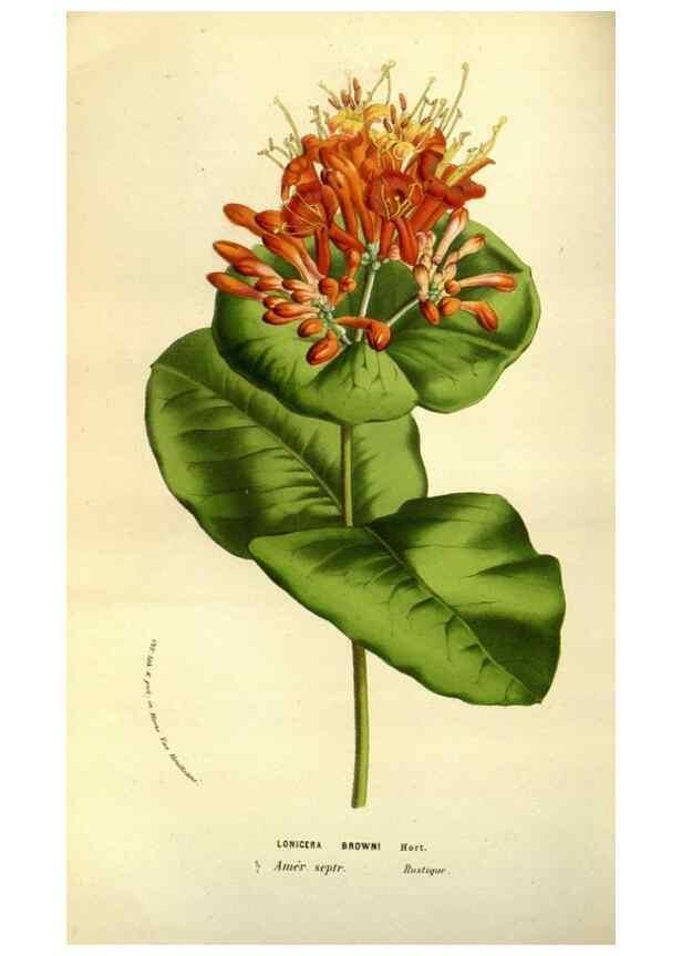 Reproducción/Reproduction 49584436917: Flore des serres et des jardins de l'Europe. A Gand :chez Louis van Houtte, eÌditeur,1845-1880.. 