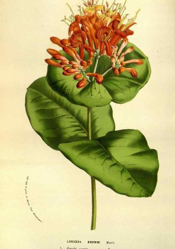 Reproducción/Reproduction 49584436917: Flore des serres et des jardins de l'Europe. A Gand :chez Louis van Houtte, eÌditeur,1845-1880.. 
